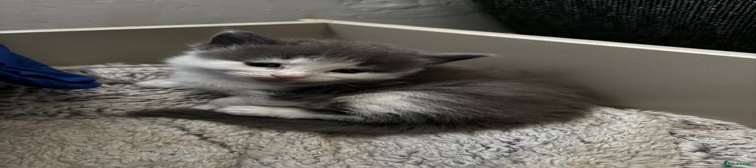 British Longhair Kitten 2