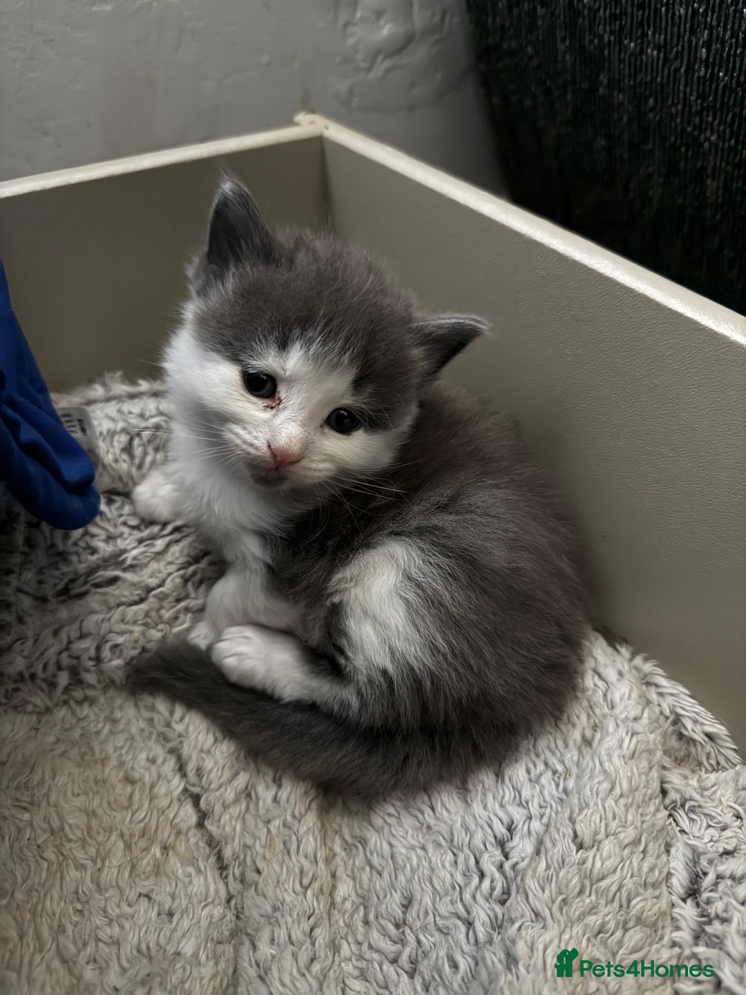 British Longhair cats for sale: 6 beautiful lovable friendly kittens - Image 31