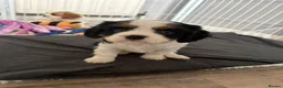 Cavalier King Charles Spaniel dogs for sale: DNA Tested Cavalier King Charles Puppies - Advert 14