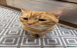 British Shorthair cats for sale: Beautiful ginger cat  - Image 1