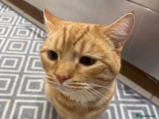 British Shorthair cats - Advert 34