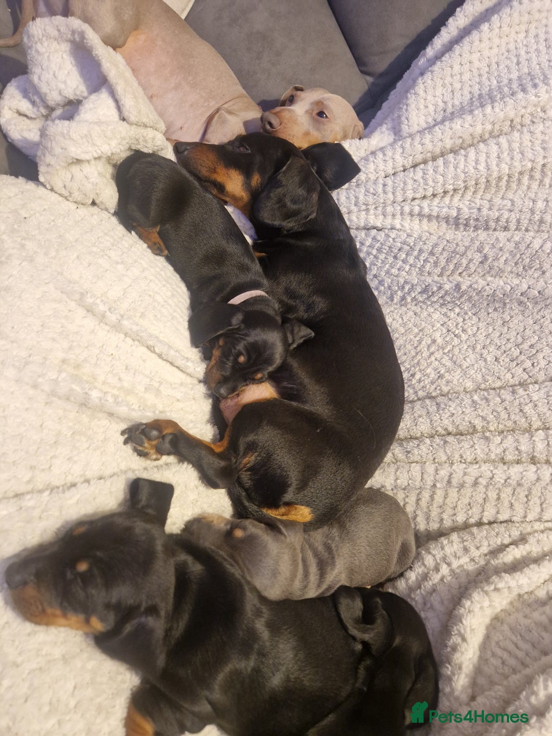 Miniature Dachshund dogs for sale: 💖 last Girl 💖 PRA clear. READY TO LEAVE. - Advert 6