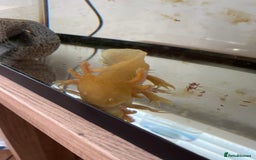 Axolotl reptiles for sale: 1 female 1 male axolotl for sale.  - Image 9