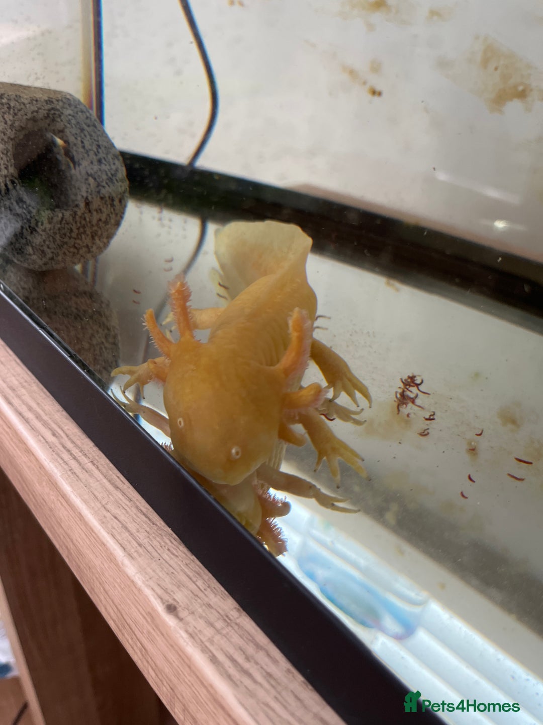 Axolotl reptiles for sale: 1 female 1 male axolotl for sale.  - Image 9