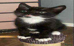 British Shorthair cats for sale: male British short haired black and white kittens  - Image 1