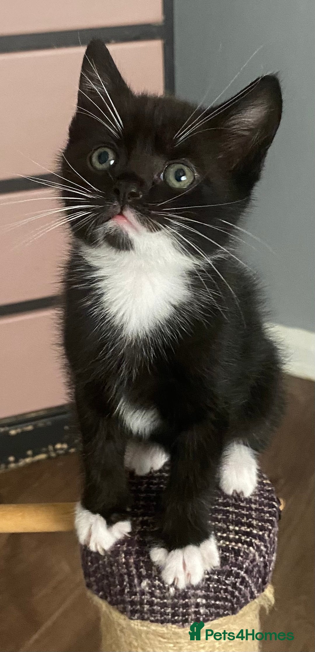 British Shorthair cats for sale: male British short haired black and white kittens  - Image 1