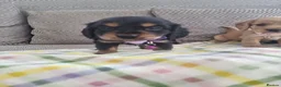 Cocker Spaniel dogs for sale: Cocker spaniel pups  - Advert 7