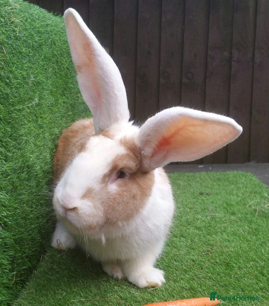 Continental Giant rabbits for sale: Pure Continental Giants  VACCINATED 3 in 1 Reserve - Advert 3