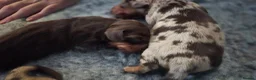 Miniature Dachshund dogs for sale: All-Girl Litter of Miniature Smooth Dachshunds in Manchester - Advert 6