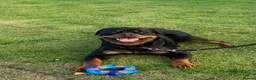 Rottweiler dogs for sale: Milo  - Advert 2