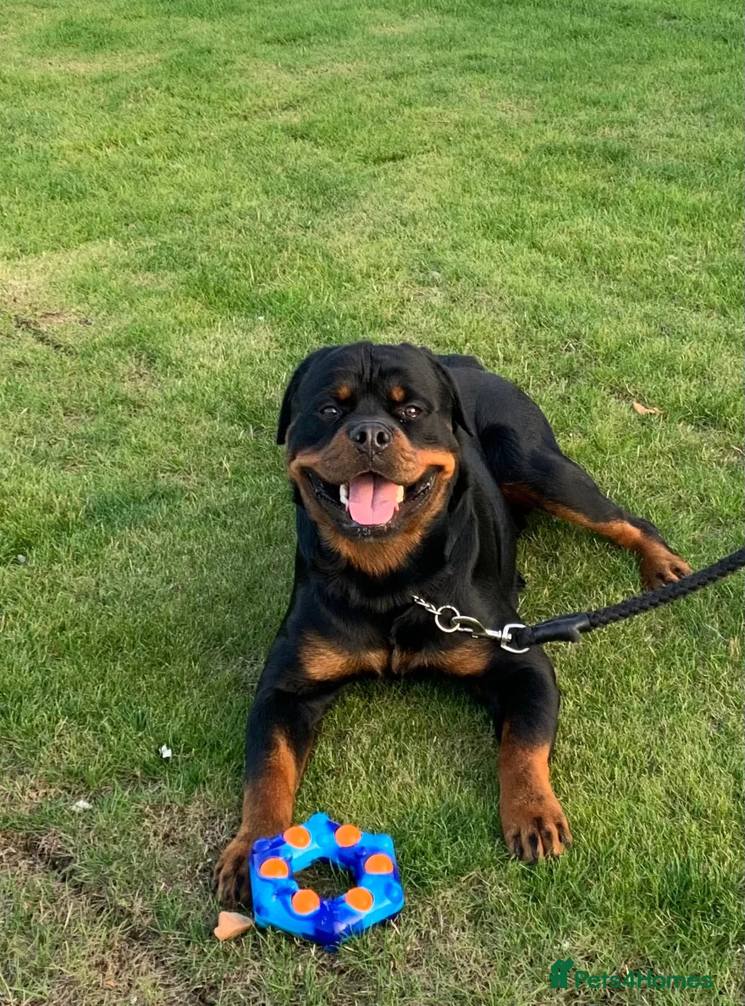 Rottweiler dogs for sale: Milo  - Advert 2