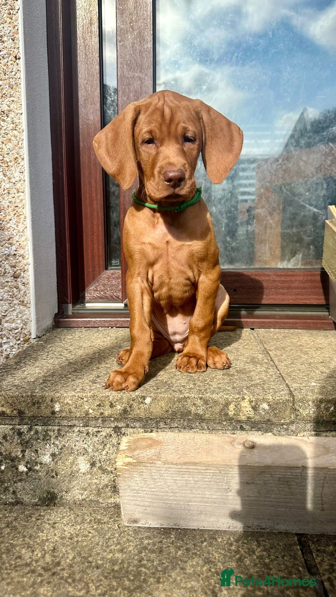 Hungarian Vizsla dogs for sale: 2 viz boys looking for loving homes - Image 14