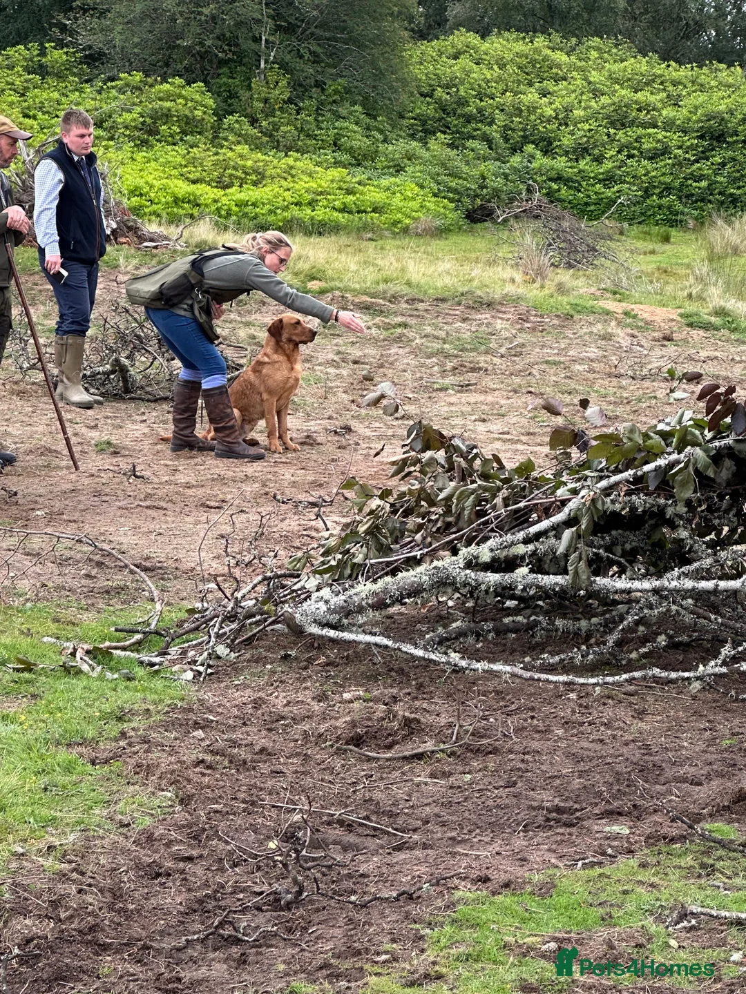 Labrador Retriever dogs for stud: Dark fox red KC working Labrador Stud in Inverness - Advert 8