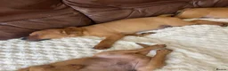 Mixed Breed dogs for sale: Stunning playful puppies  - Advert 9
