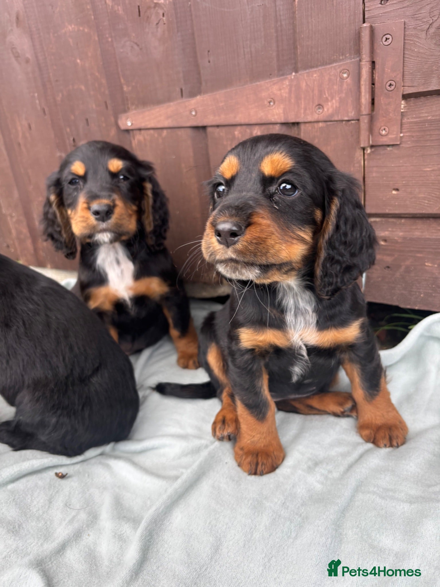 Sprocker dogs 🩵6 sprocker puppies 💜 - Advert 2