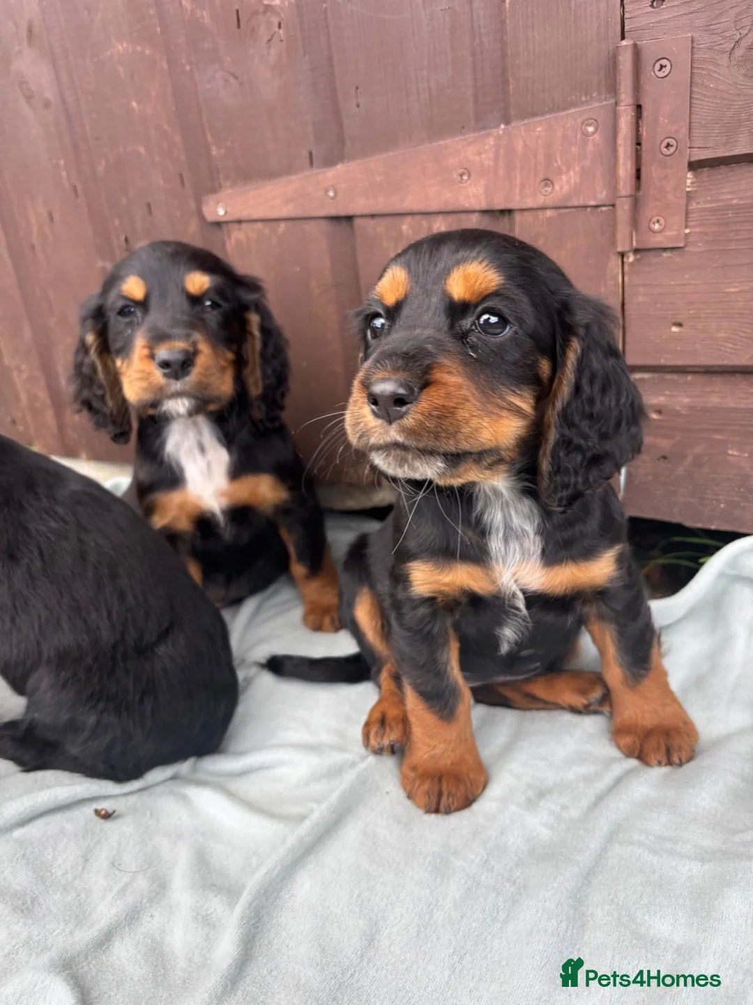 Sprocker dogs for sale: 🩵6 sprocker puppies 💜 - Advert 2
