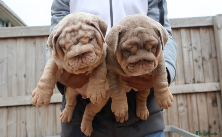 English Bulldog dogs - Advert 3
