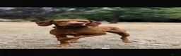 Mixed Breed dogs for sale: Stunningly beautiful Vizmaranas  - Advert 4