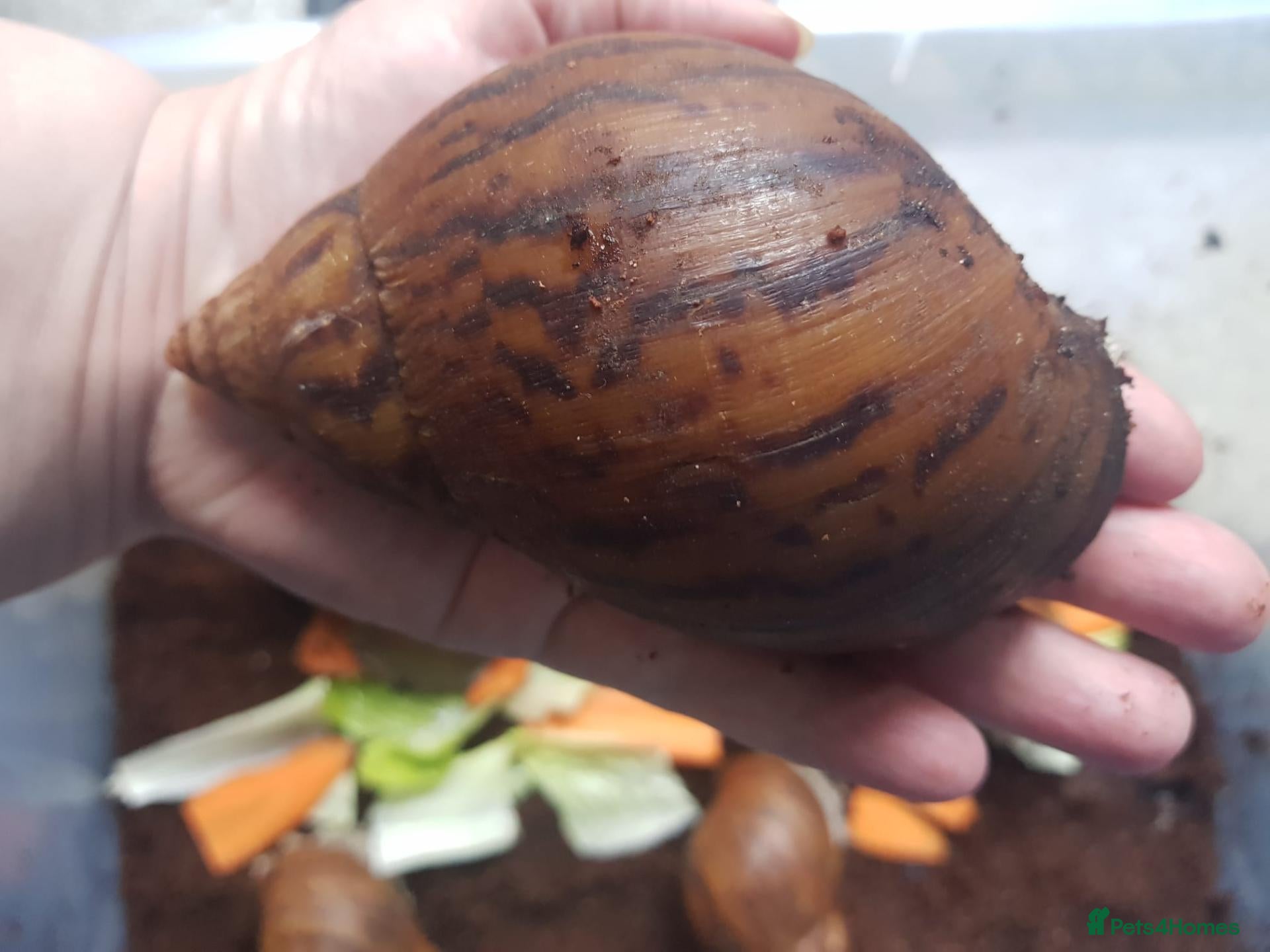 Snails invertebrates for sale: Giant African Tiger Land Snails (Achatina achatina - Advert 2