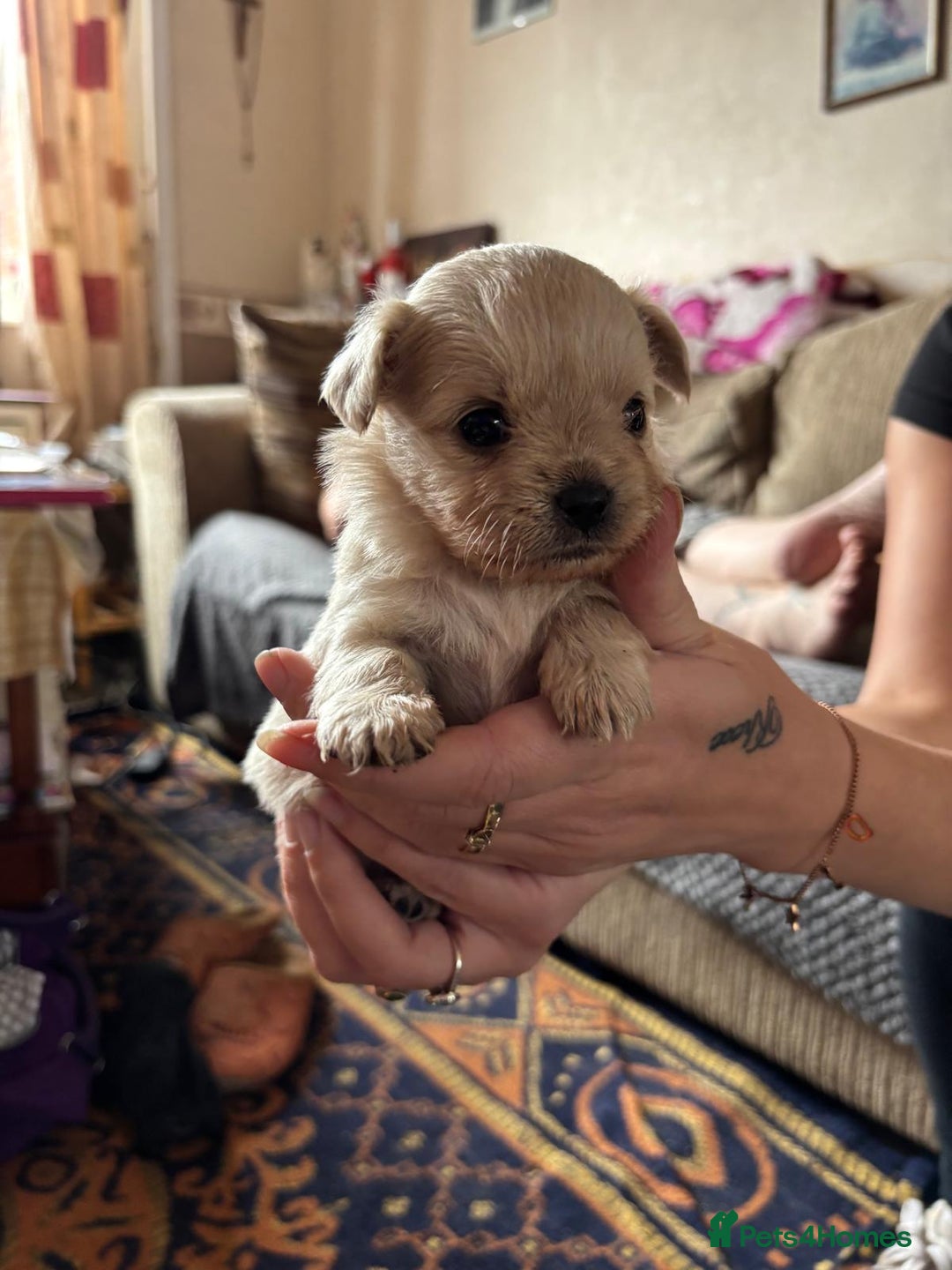 Mixed Breed dogs for sale: Cross puppies for sale  - Image 5