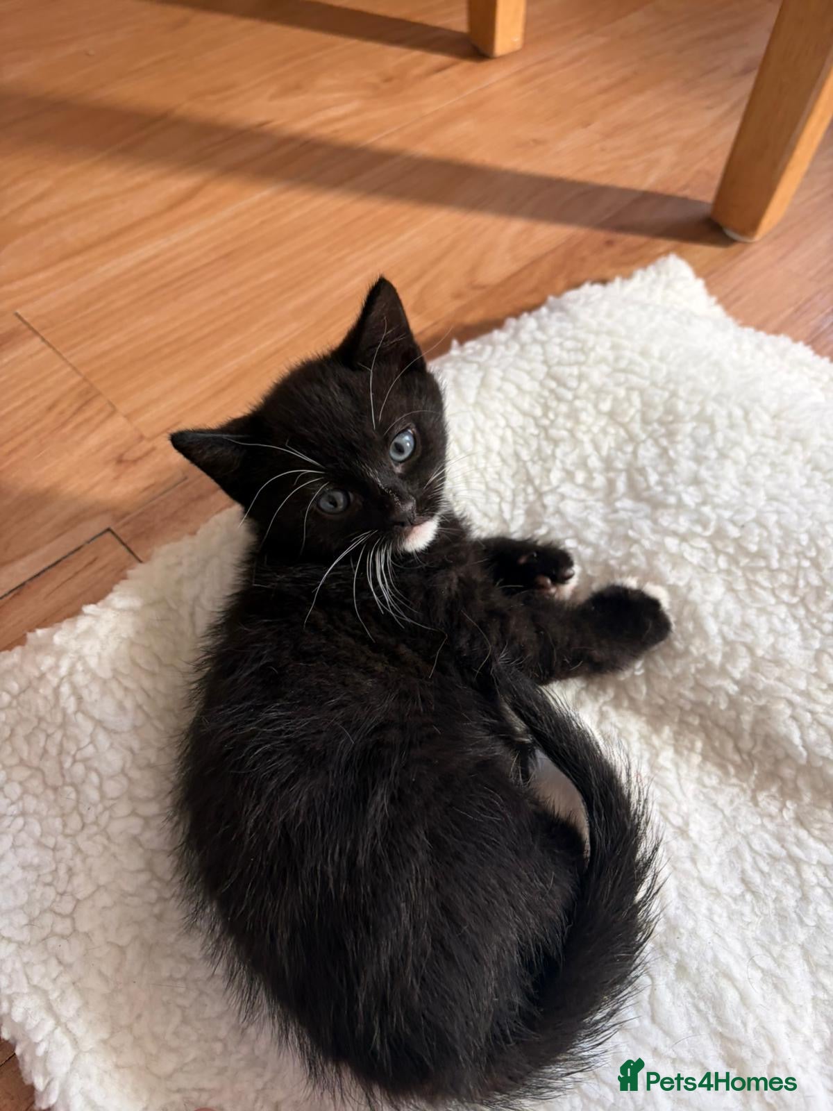 Mixed Breed cats Beautiful loving kittens  - Advert 2