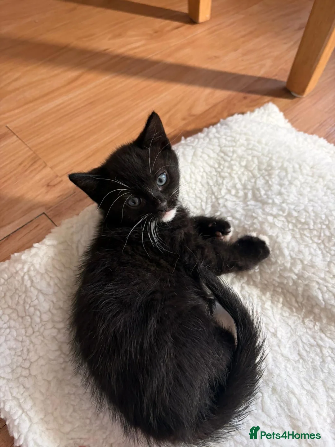 Mixed Breed cats for sale: Beautiful loving kittens  in Leicester - Advert 1