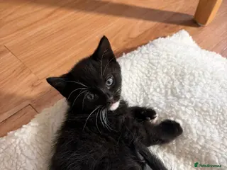 Mixed Breed cats Beautiful loving kittens - Advert 2