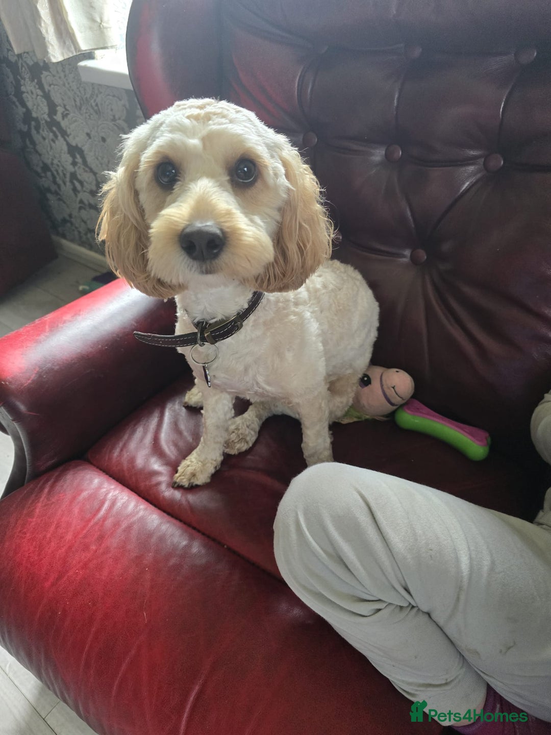 Cockapoo dogs for sale: F1b cockapoos - Image 2
