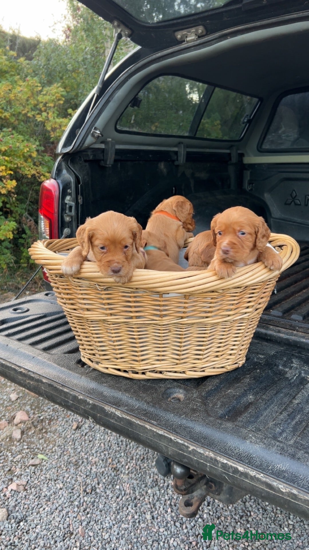 Cocker Spaniel dogs Cocker spaniel puppies  - Advert 1