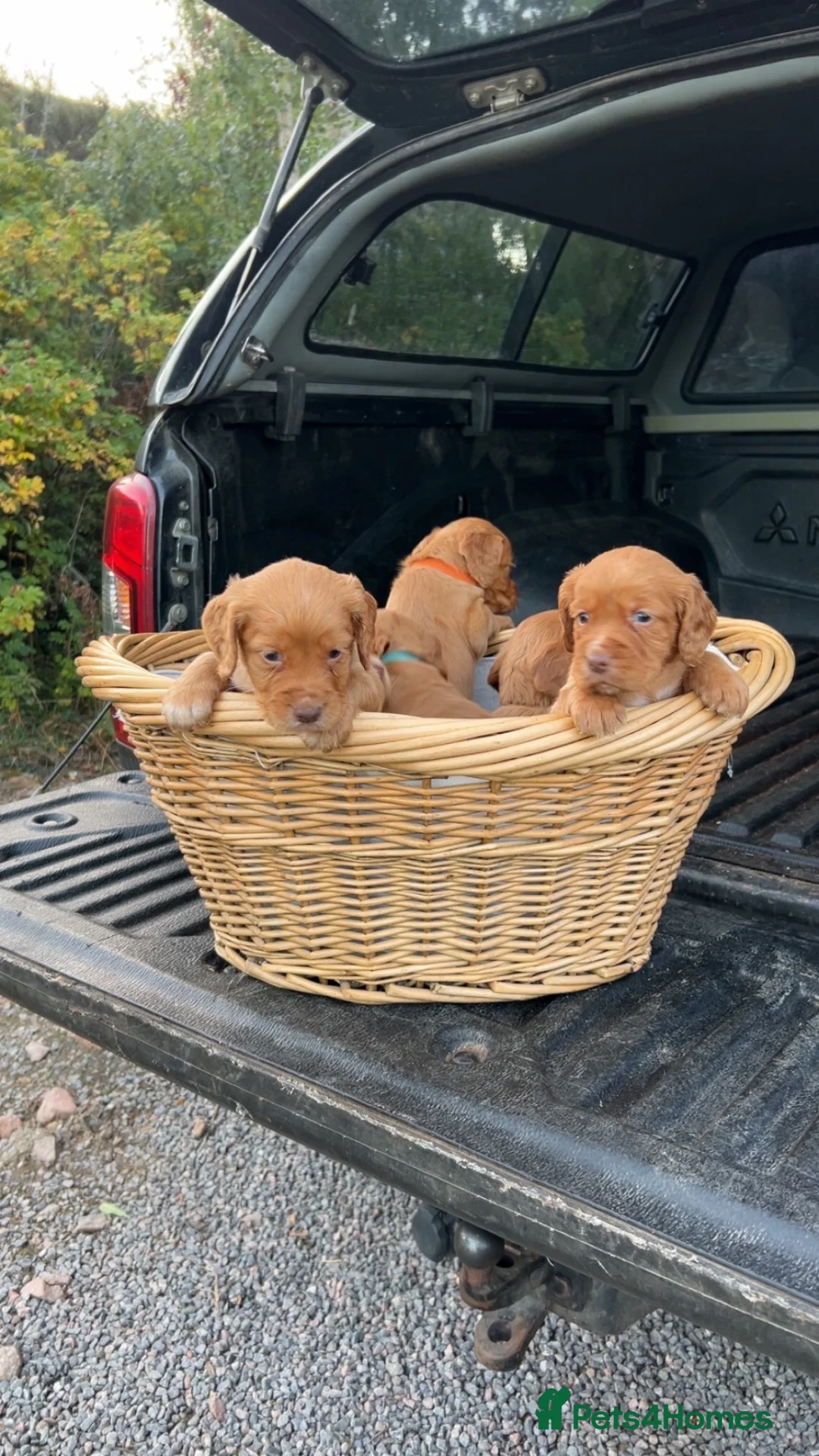 Cocker Spaniel dogs for sale: Cocker spaniel puppies  - Advert 1