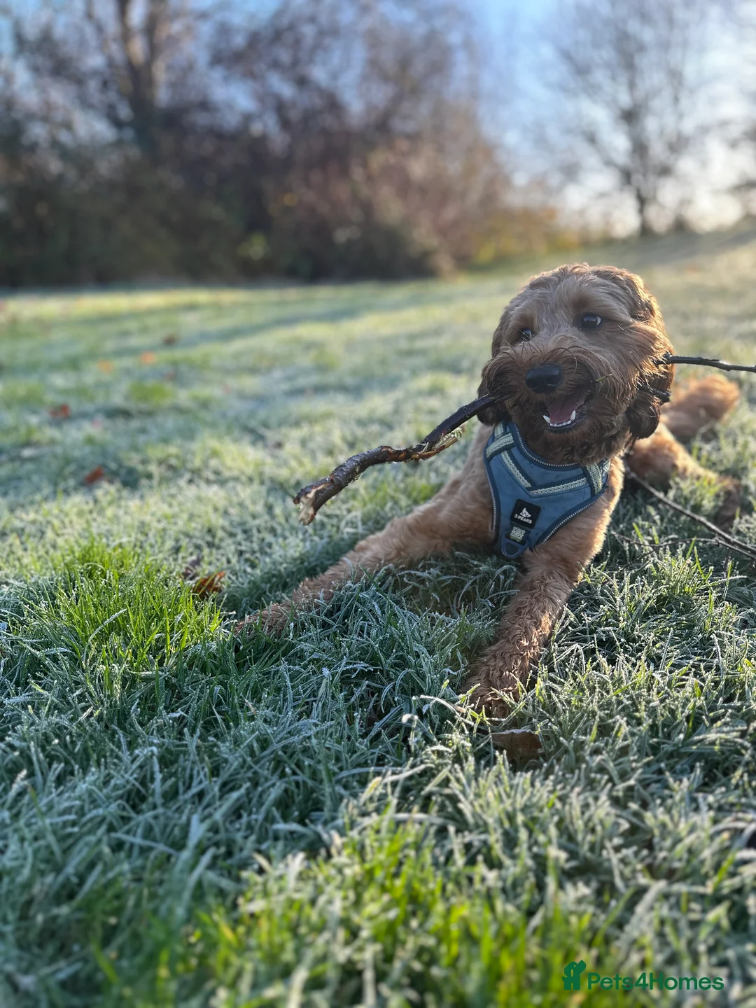 Cockapoo dogs for stud: STUD - DNA Tested Cockapoo (Poodle-Dominant) - Advert 8