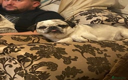 Pug dogs for sale: Beautiful 2year old panda pug - Image 2