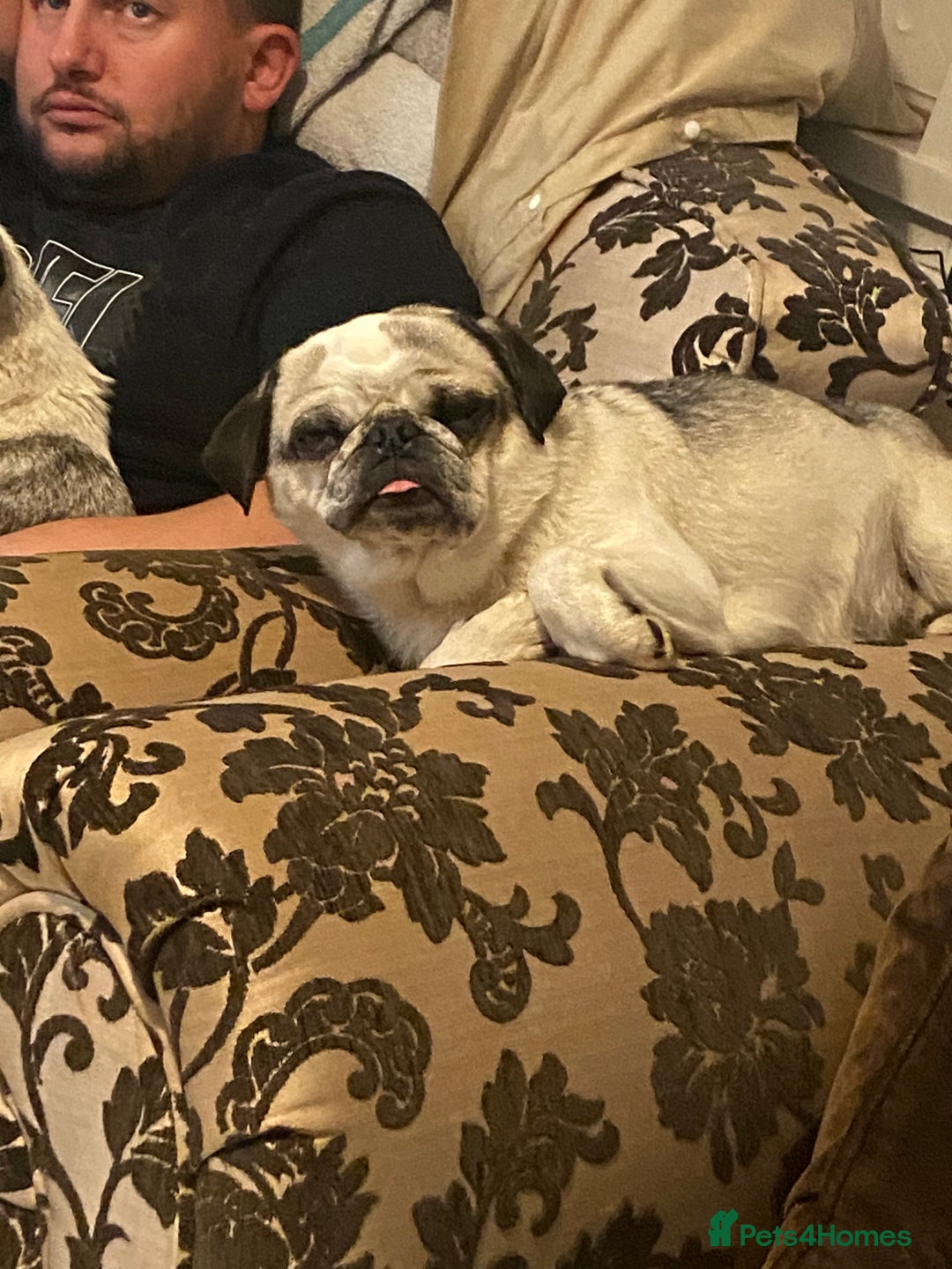 Pug dogs for sale: Beautiful 2year old panda pug - Image 2