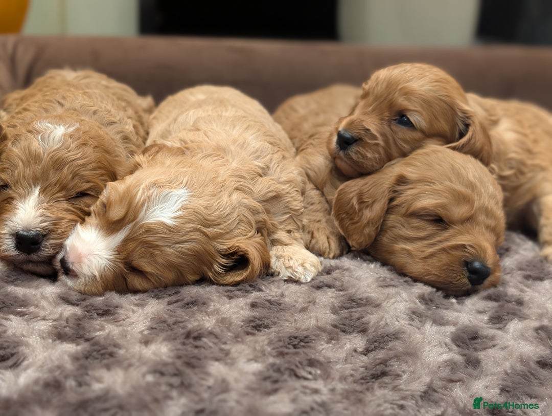 Cavapoo dogs for sale: 🌟F1 Cavapoo puppies Extensively health tested🌟  - Advert 3