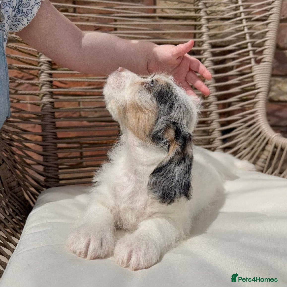 Mixed Breed dogs for sale: ⭐️⭐️Poogle Puppies (Beagle x Miniature Poodle)⭐️⭐️ - Advert 26