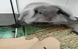 Mixed Breed rabbits for sale: Adorable lion head x lop - Image 4