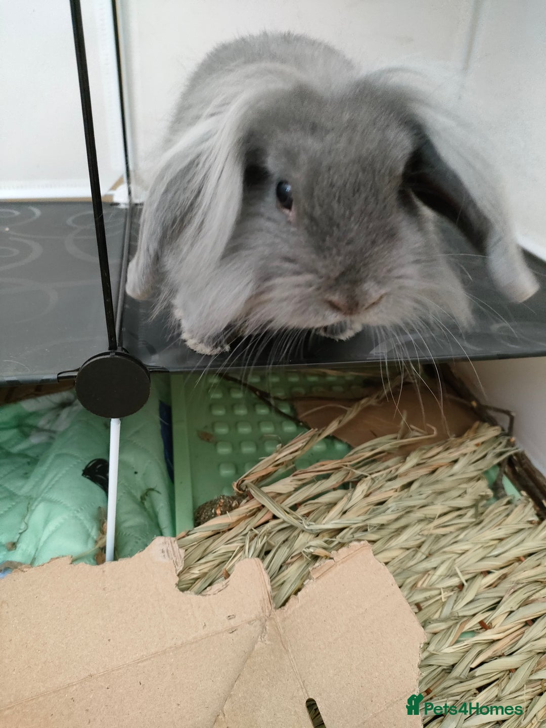 Mixed Breed rabbits for sale: Adorable lion head x lop - Image 4