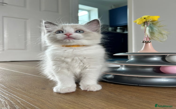 Ragdoll cats - Advert 16