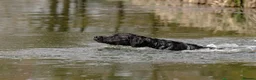 Labrador Retriever dogs for sale: Quality KC Labrador Retriever - Advert 6