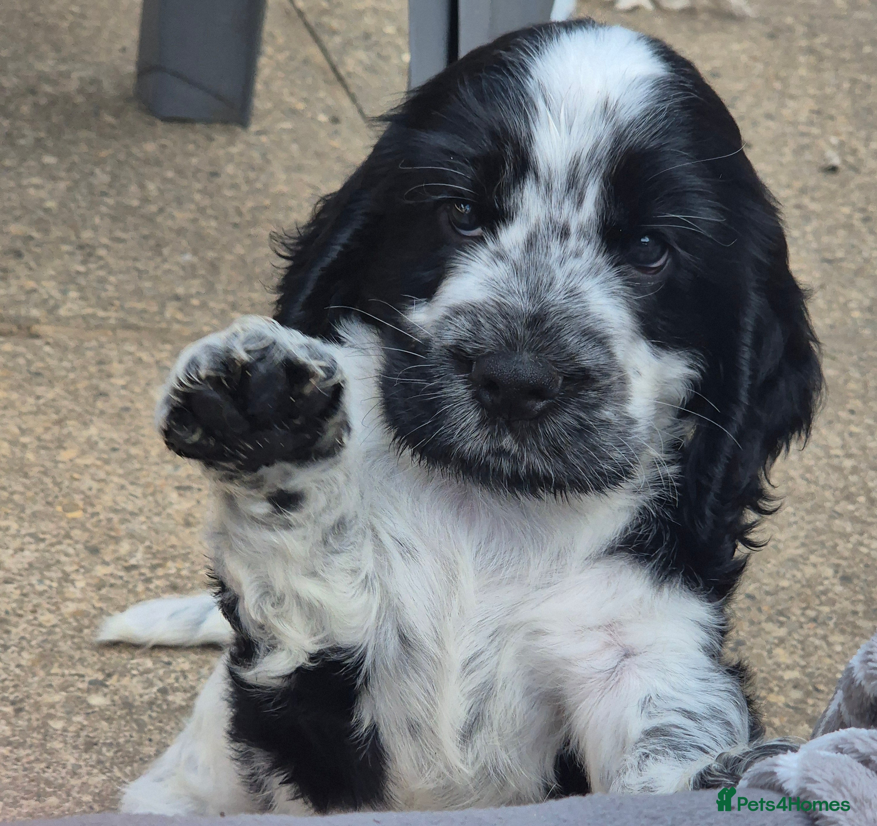 Cocker Spaniel dogs Outstanding Cocker Spaniel puppies READY NOW - Advert 11
