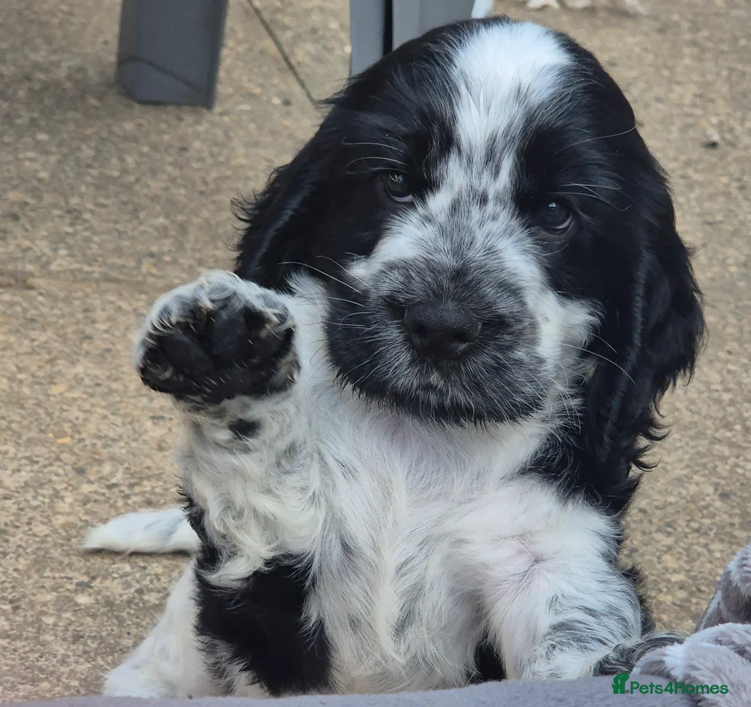 Cocker Spaniel dogs for sale: Outstanding Cocker Spaniel puppies READY NOW - Advert 2