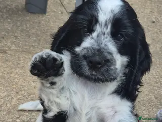Cocker Spaniel dogs Outstanding Cocker Spaniel puppies READY NOW - Advert 11