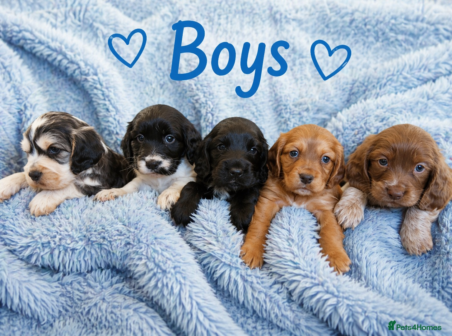 Cocker Spaniel dogs ⭐️⭐️Show type cocker spaniel puppies⭐️⭐️ - Advert 1