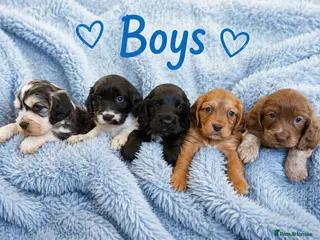 Cocker Spaniel dogs โญ๏ธโญ๏ธShow type cocker spaniel puppiesโญ๏ธโญ๏ธ - Advert 1