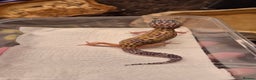 Leopard Gecko reptiles for sale: CB25 Leopard Geckos  - Advert 3