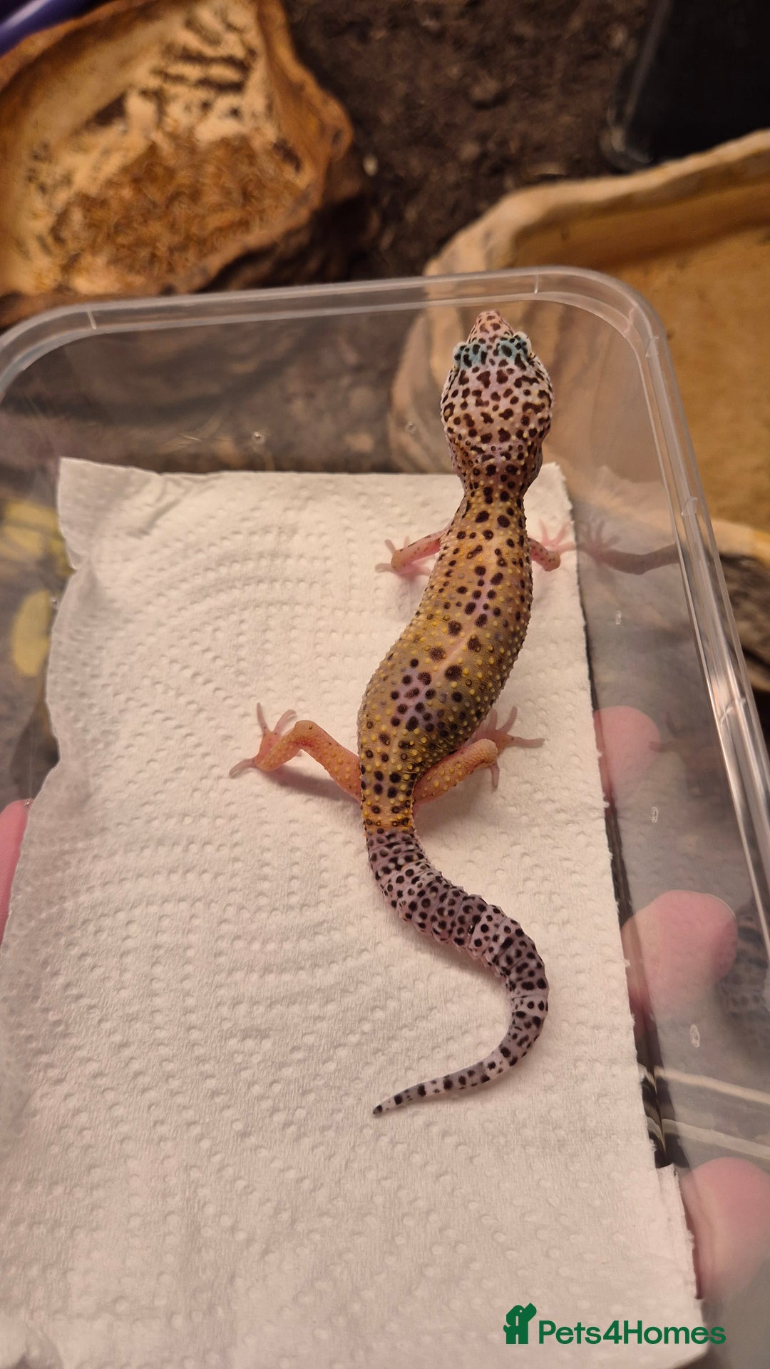 Leopard Gecko reptiles for sale: CB25 Leopard Geckos  - Advert 3
