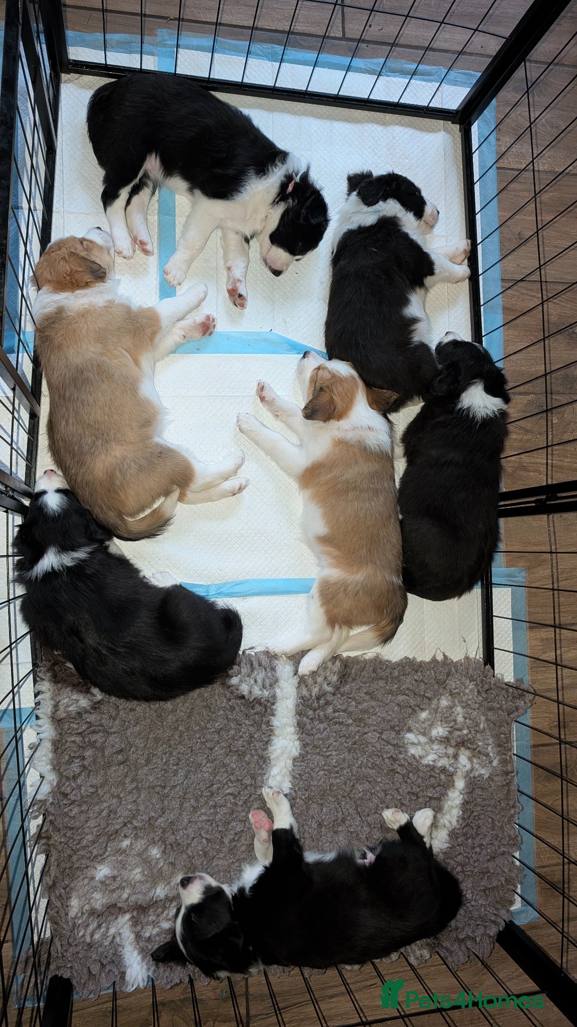 Border Collie dogs Seal & Sable Border Collie litter - Advert 5