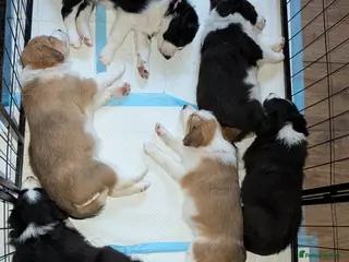 Border Collie dogs Seal & Sable Border Collie litter - Advert 5