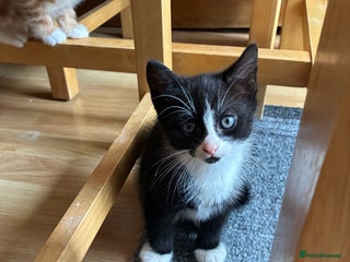 Mixed Breed cats - Advert 19