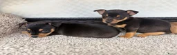 Mixed Breed dogs for sale: Jack Russell Cross Chorkie Puppies - Advert 31